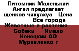 Питомник Маленький Ангел предлагает щенков чихуахуа › Цена ­ 10 000 - Все города Животные и растения » Собаки   . Ямало-Ненецкий АО,Муравленко г.